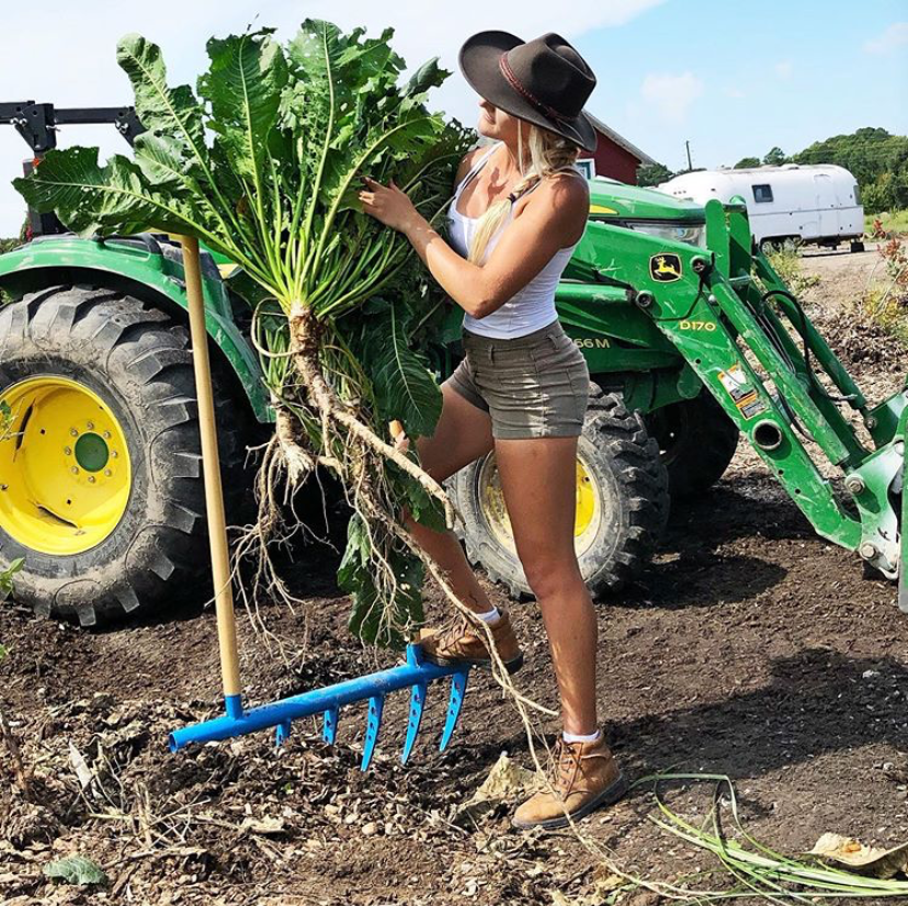 The 30 inch wide Market Gardener Treadlite Broadfork aiding in harvest at Assateague Farm