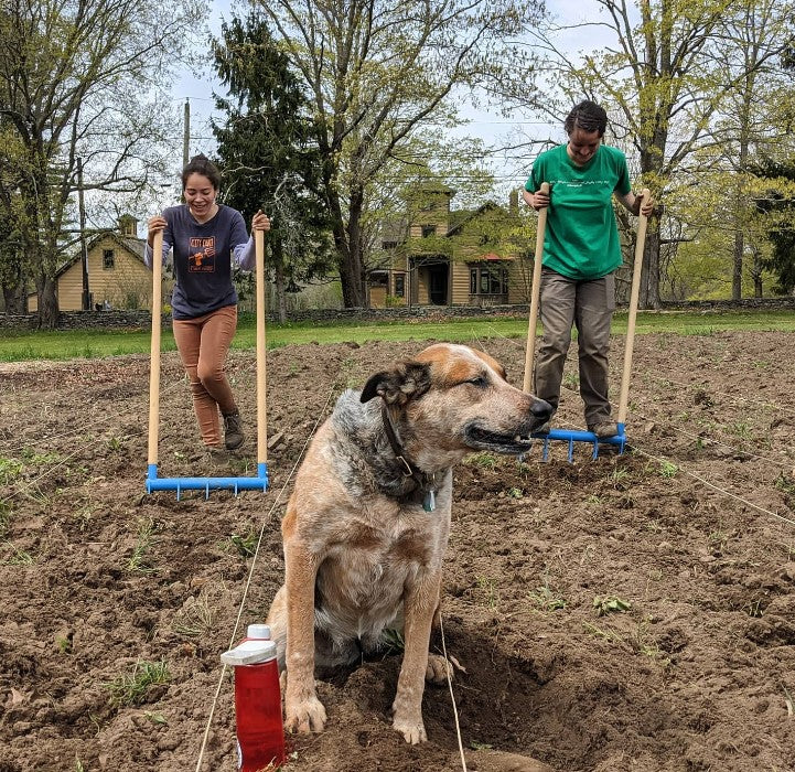 Using a set of 5 tine Cultivator model Treadlite Broadforks to cultivate the soil at Osamequin Farm, bonus they are dog friendly