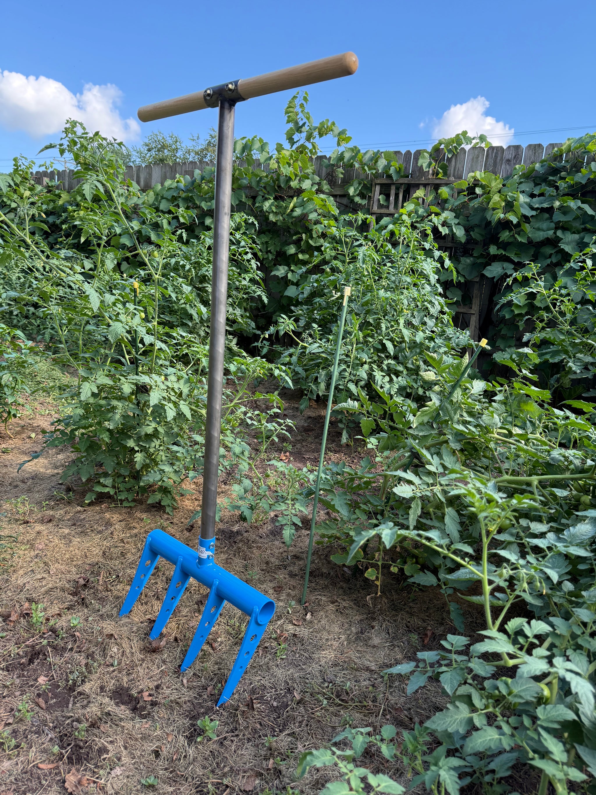 Blue garden fork leaning against a tomato plant in a garden