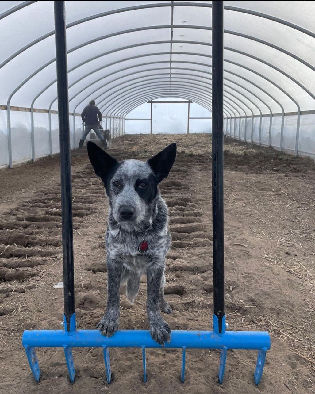 Prepping the soil with the 7 tine Market Gardener Treadlite Broadfork, say goodbye to heavy machines - even our dogs approve of human powered cultivation. 
